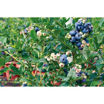MYRTILLIER BLUEROMA® 2