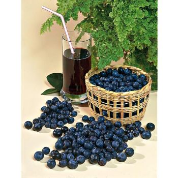 MYRTILLIER PATRIOT 2