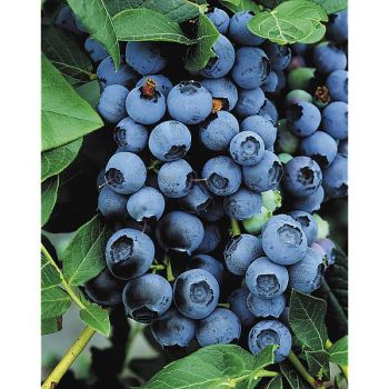 MYRTILLIER BLUECROP 2