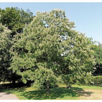 RAISINIER de CHINE CANELA (hovenia dulcis)