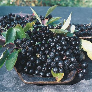 ARONIA PRUNIFOLIA VIKING