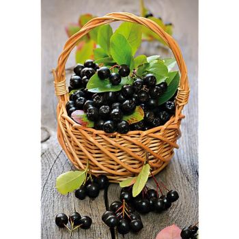 ARONIA PRUNIFOLIA VIKING 2