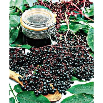 SUREAU nigra KORSØR