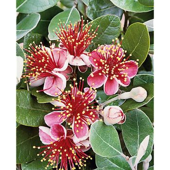 FEIJOA sellow. COOLIDGE ou GOYAVIER du BRÉSIL