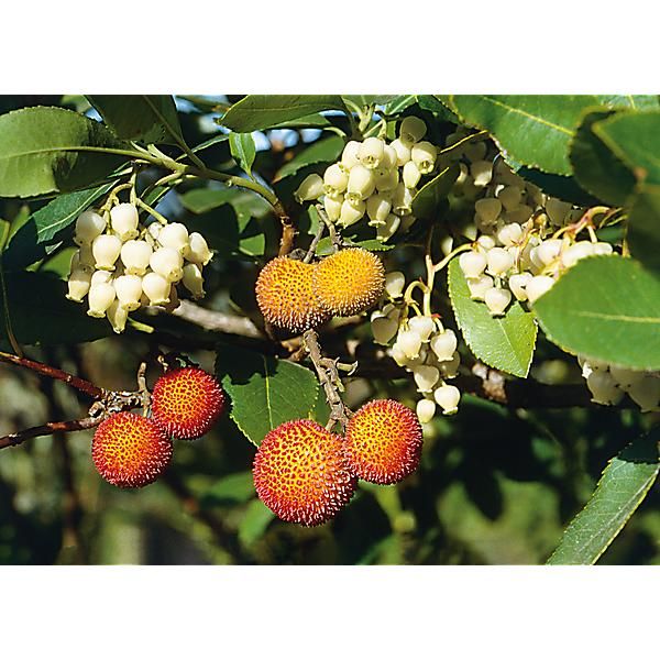 ARBRE à FRAISES CORBEZZOLO ou ARBOUSIER (arbutus unedo)