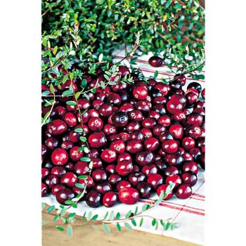 CANNEBERGE cranberry EARLY BLACK (vaccinium macrocarpon)