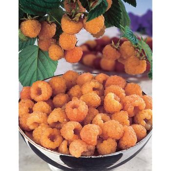 FRAMBOISIER ALPENGOLD