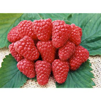 FRAMBOISIER HIMBO TOP®