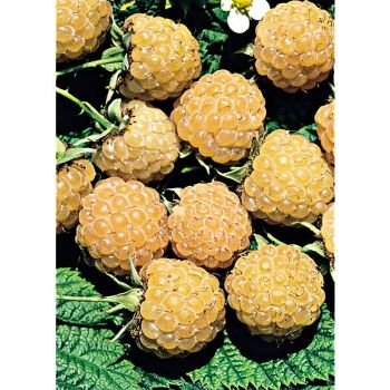 FRAMBOISIER FALL GOLD