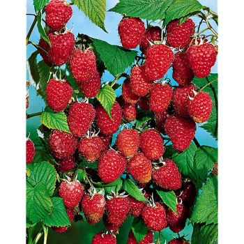 FRAMBOISIER TWOTIMER® SUGANA RED