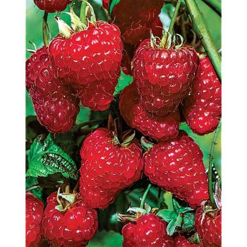 FRAMBOISIER ZEFA HERBSTERNTE