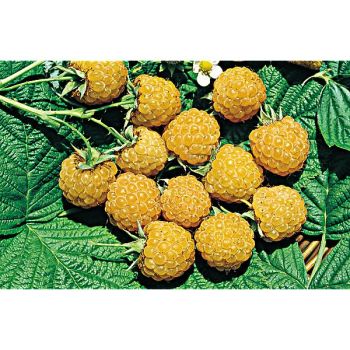 FRAMBOISIER GOLDEN BLISS