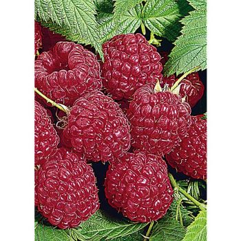 FRAMBOISIER Mademoiselle FRANÇOISE®