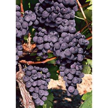 VIGNE ROBUSTAREBE® SWEETY®