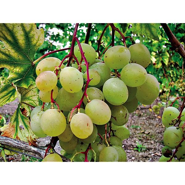 VIGNE ROBUSTAREBE® TALIZMAN
