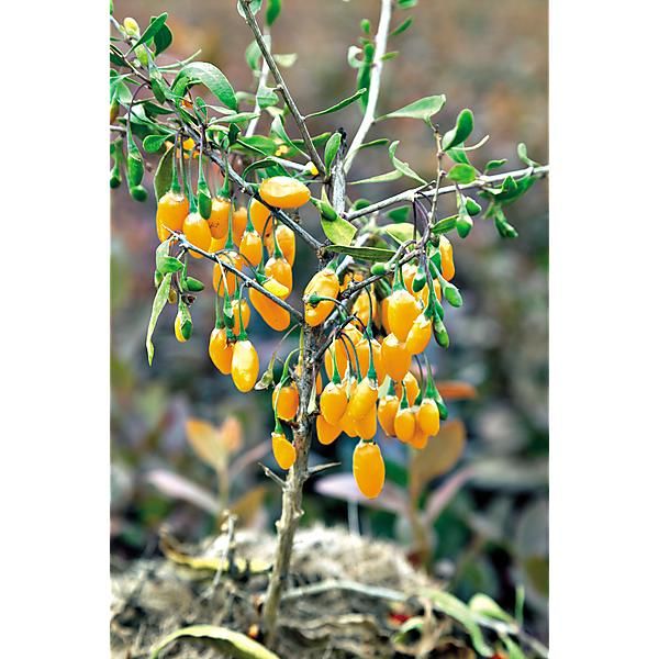 GOJI ou LYCIET (lycium barbarum) AMBER SWEET®