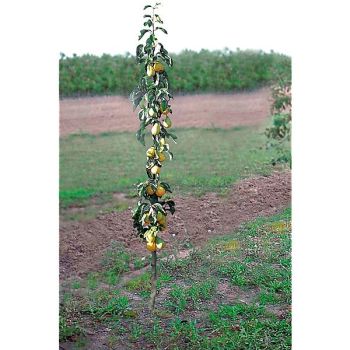 POIRIER colonnaire PIRINI® MYWAY® 2