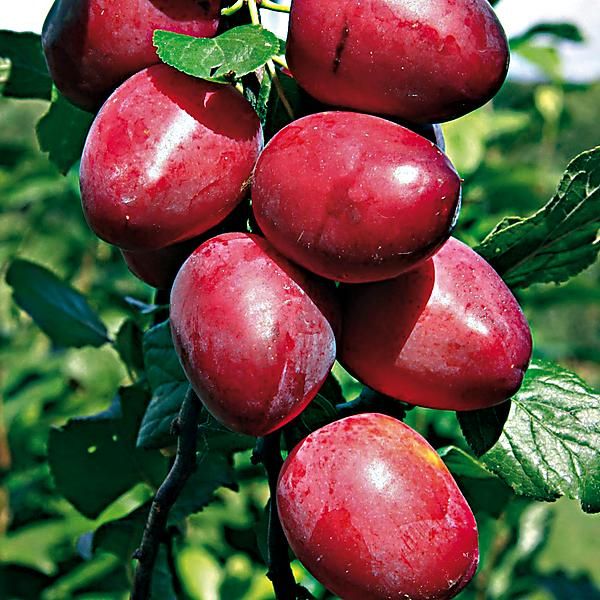 MIRABELLIER colonnaire RUBY