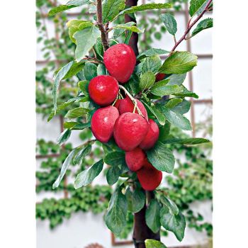 MIRABELLIER colonnaire RUBY 2