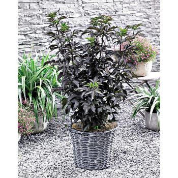 SUREAU racemosa BLACK TOWER®