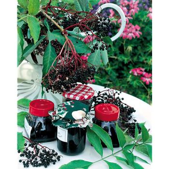 SUREAU racemosa BLACK TOWER® 2