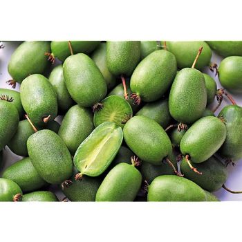 KIWAÏ colonnaire VITIKIWI (actinidia arguta)