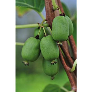 KIWAÏ colonnaire VITIKIWI (actinidia arguta) 2
