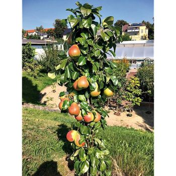 POIRIER colonnaire OBELISK 2