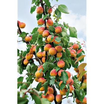 ABRICOTIER colonnaire SOMO 2