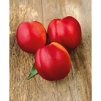 NECTARINIER colonnaire FANTASIA 2