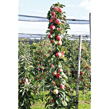 POMMIER colonnaire MALINI® MANNEQUIN®