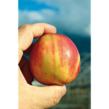 POMMIER colonnaire MALINI® MANNEQUIN® 2