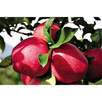 POMMIER colonnaire PARADIS® MYRA® 2