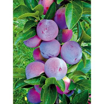 PRUNIER colonnaire LIANE 2