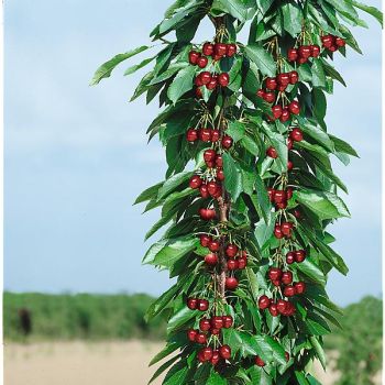 CERISIER colonnaire SYLVIA