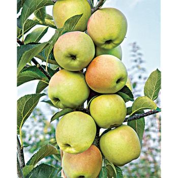 POMMIER colonnaire GOLD SENSATION