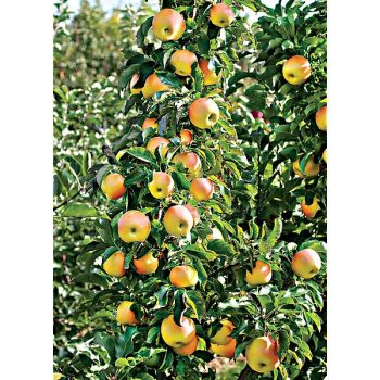 POMMIER colonnaire GOLD SENSATION 2