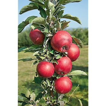 POMMIER colonnaire BALLERINA RED SENSATION