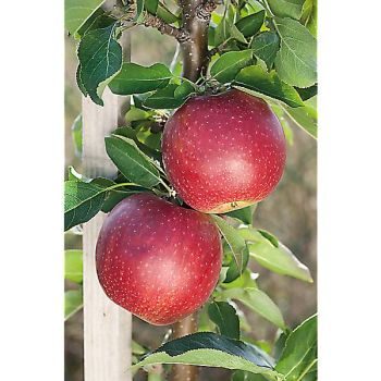 POMMIER colonnaire BALLERINA RED SENSATION 2