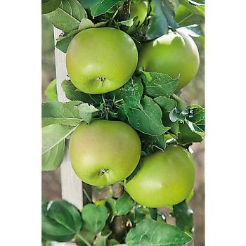 POMMIER colonnaire BALLERINA GREEN SENSATION