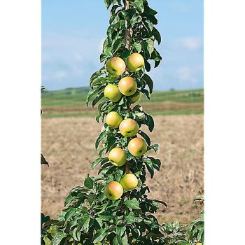 POMMIER colonnaire BALLERINA GREEN SENSATION 2