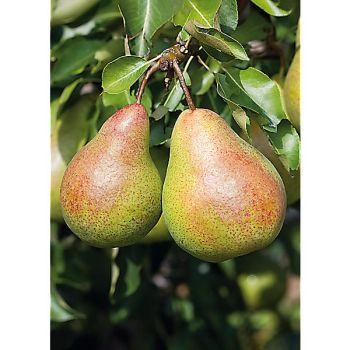 POIRIER colonnaire CONDO