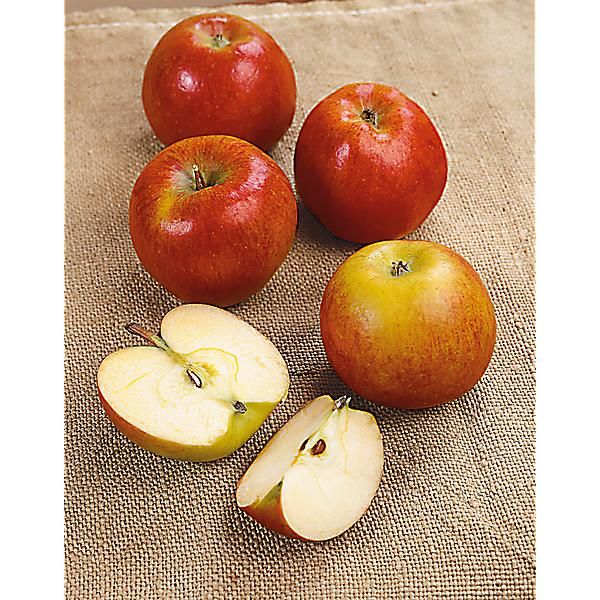 POMMIER BRAEBURN