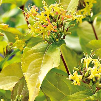 DIERVILLA rivularis HONEYBEE