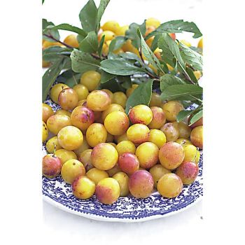 MIRABELLIER de NANCY 2