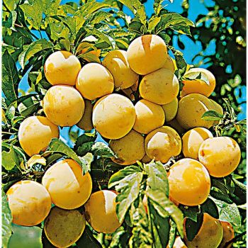 PRUNIER REINE-CLAUDE d'OULLINS