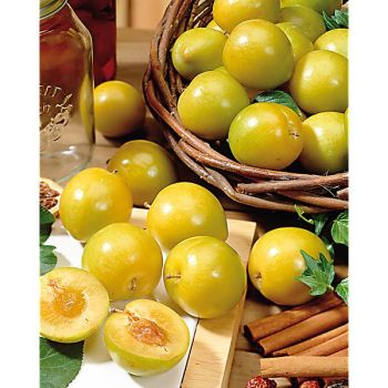 PRUNIER REINE-CLAUDE d'OULLINS 2