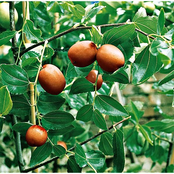 JUJUBIER (ziziphus jujuba)