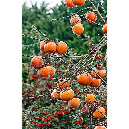Kaki Baum 'Rojo Brillante' - Winterharte Sharonfrucht Pflanze Ca. 170-200 Cm