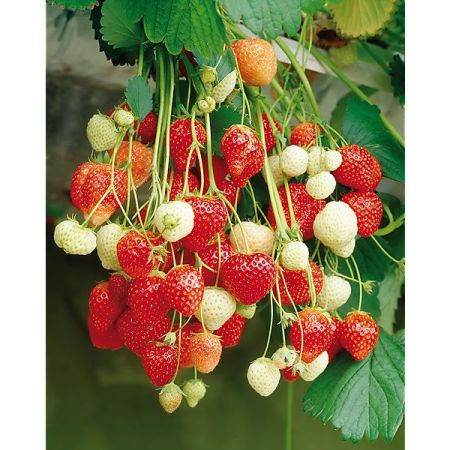 FRAISIER RETOMBANT F1 ELAN remontant